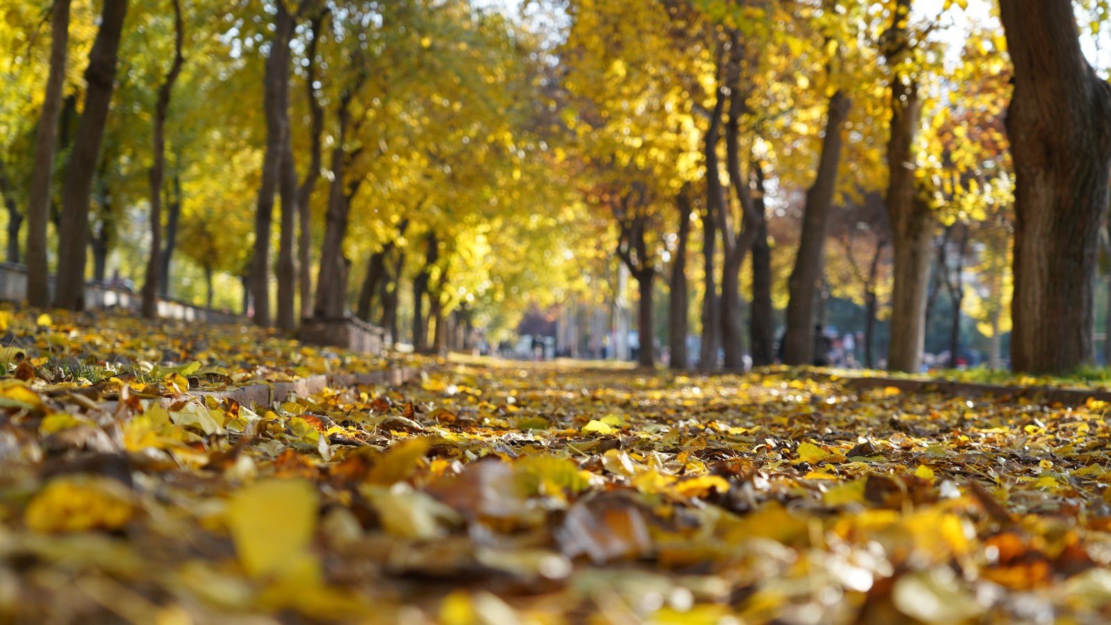 BELEDİYE, “DÖKÜLEN YAPRAKLAR TOPLANMAYACAK!”