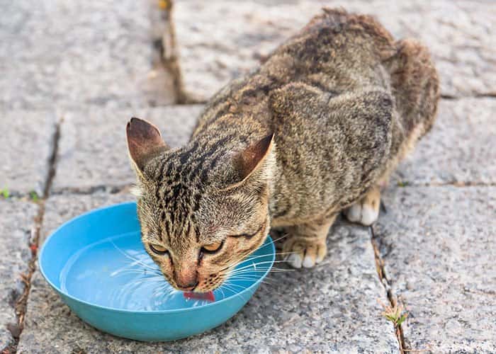 “Can dostlarımızı unutmayalım”