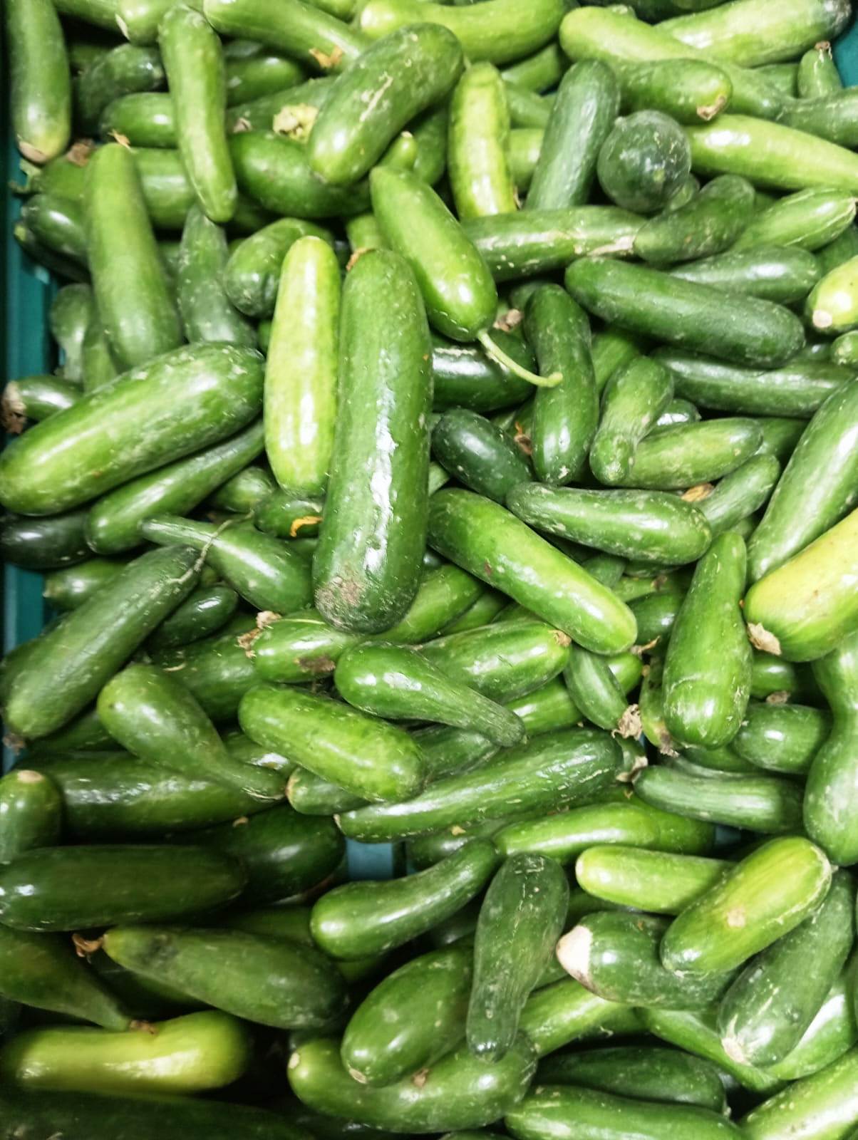 SALATALIK FİYATLARI REKOR KIRDI