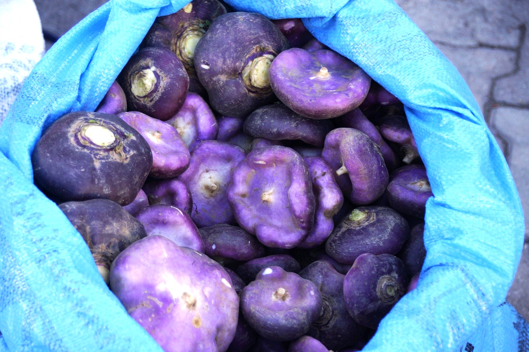 ŞALGAM GÖRÜCÜYE ÇIKTI