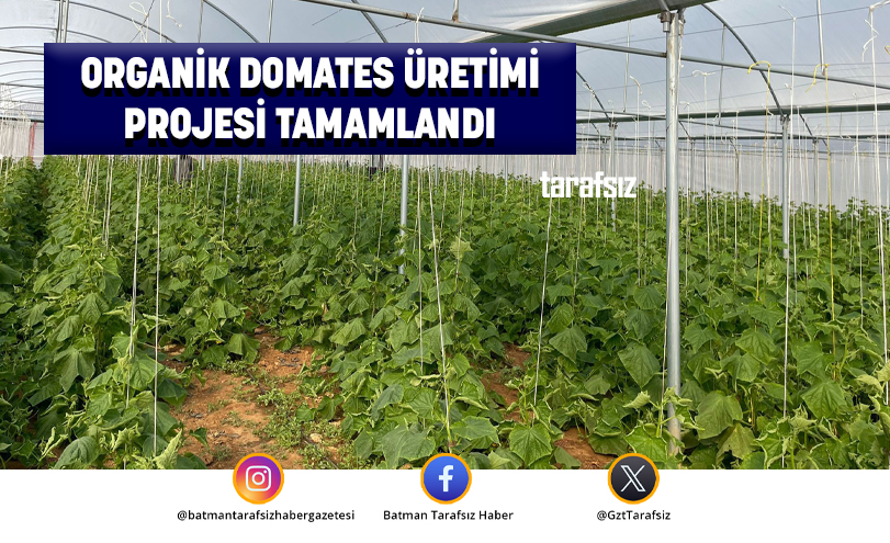 ORGANİK DOMATES ÜRETİMİ PROJESİ TAMAMLANDI