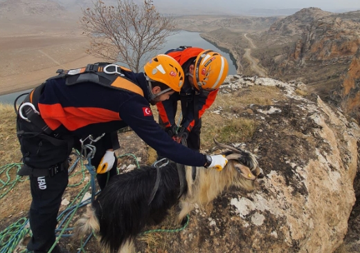 Hasankeyf’te Mahsur Kalan Keçi Kurtarıldı