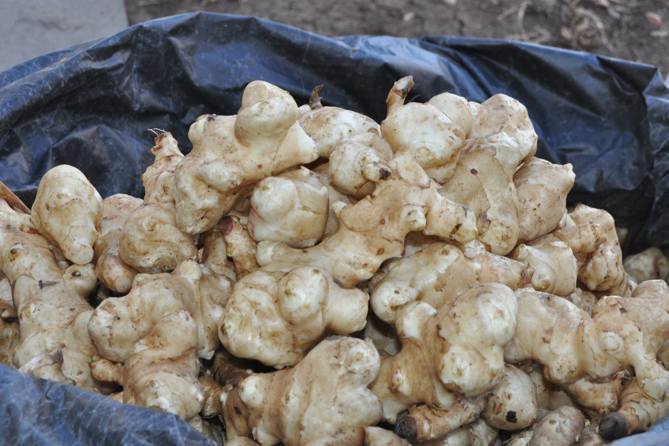 “70 HASTALIĞA İYİ GELDİĞİ SÖYLENİYOR”