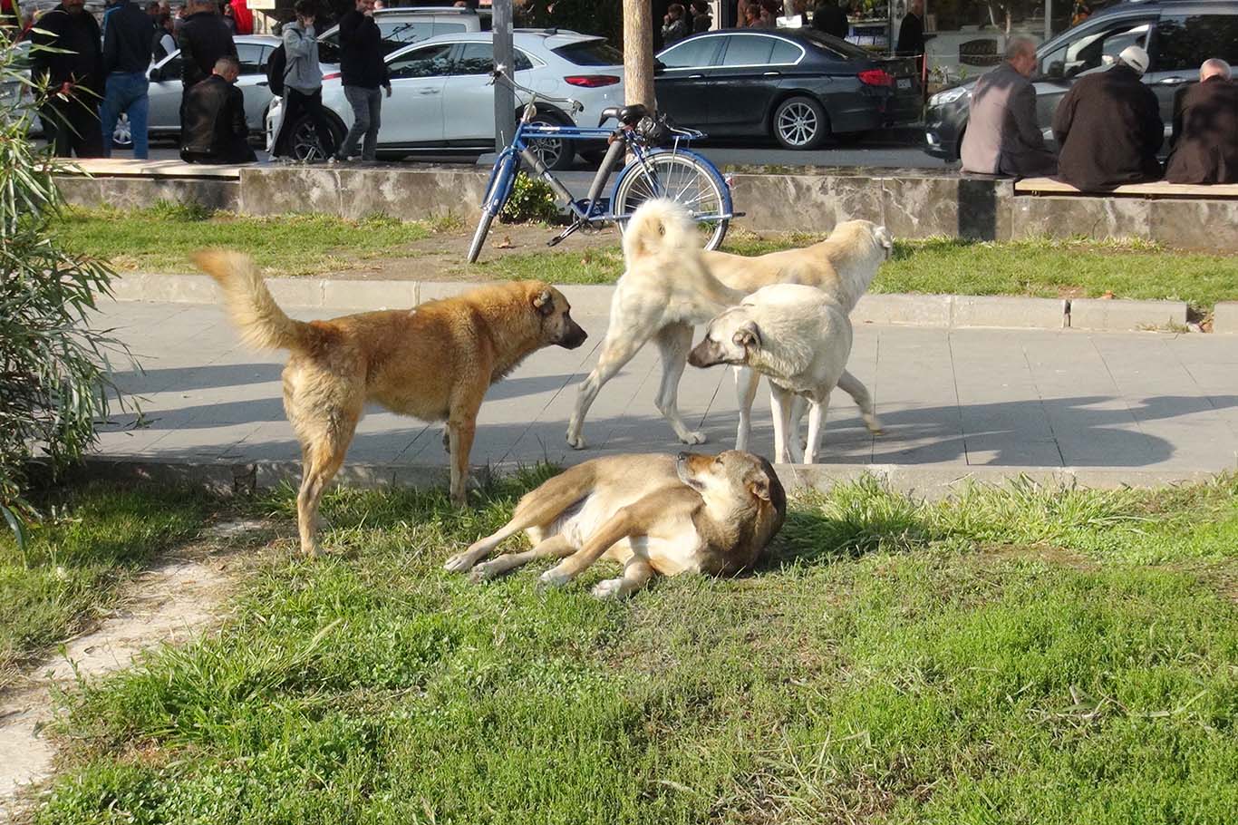 Başıboş Köpek Sorununa Acil Çözüm Çağrısı