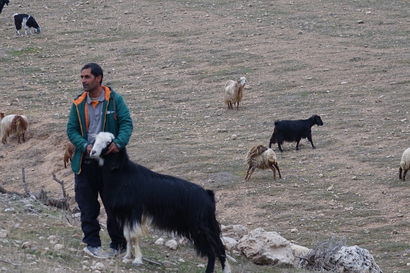 Çoban Bulamayan Köylüler Hayvanlarını Satıyor