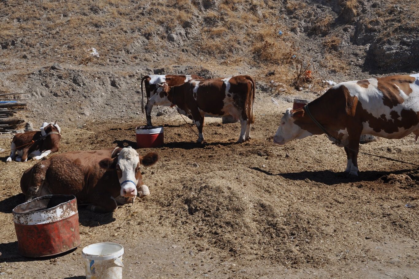 Hayvancılıkta ırk Islahı Projesiyle Destek Artacak