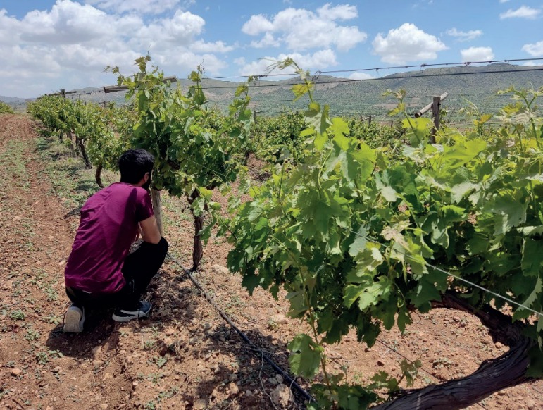 Mezrone ve Tayfi Üzümü Akademik çalışmaya konu oldu