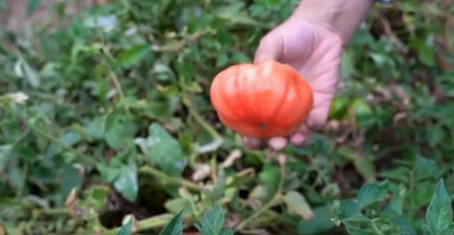 Kozluk’ta Organik Domates Üretimi Yaygınlaşıyor