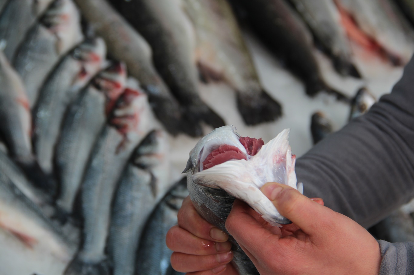 Soğuk Hava Balık Fiyatlarını Yükseltti