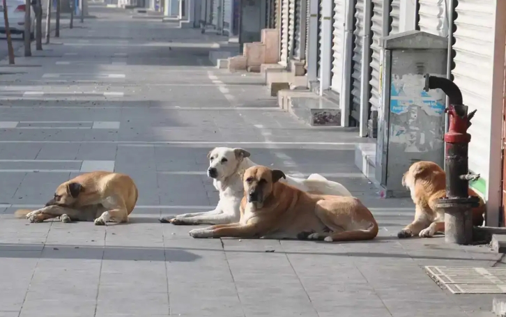 Sağlık Kuruluşlarında Sahipsiz Hayvanlara Yeni Düzenleme