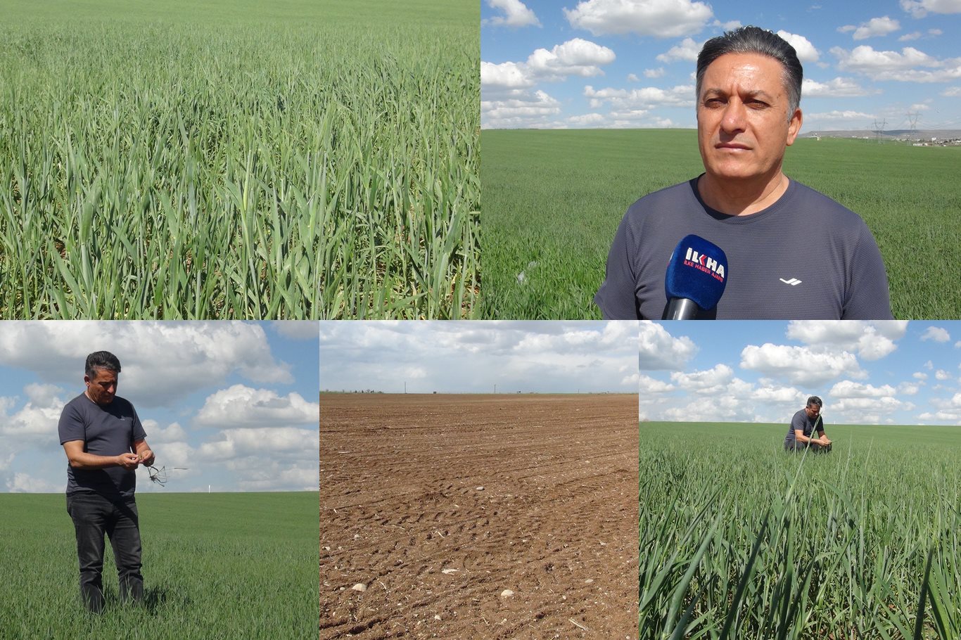 Batman’da Kuraklık Tehlikesi: Buğdayda Verim Kaybı ve Saman Krizi Yolda