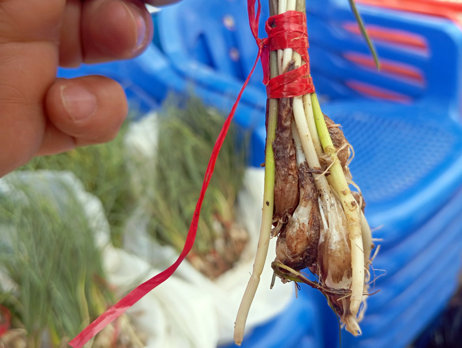 Zuzubağ Otunun Kilosu 2 Bin Lira!