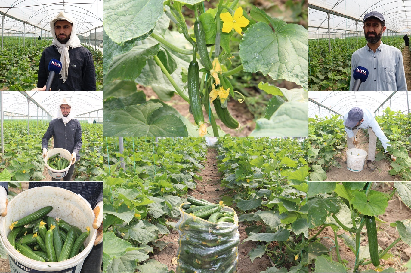 Seralarda İlk Salatalık Hasadı Yapıldı