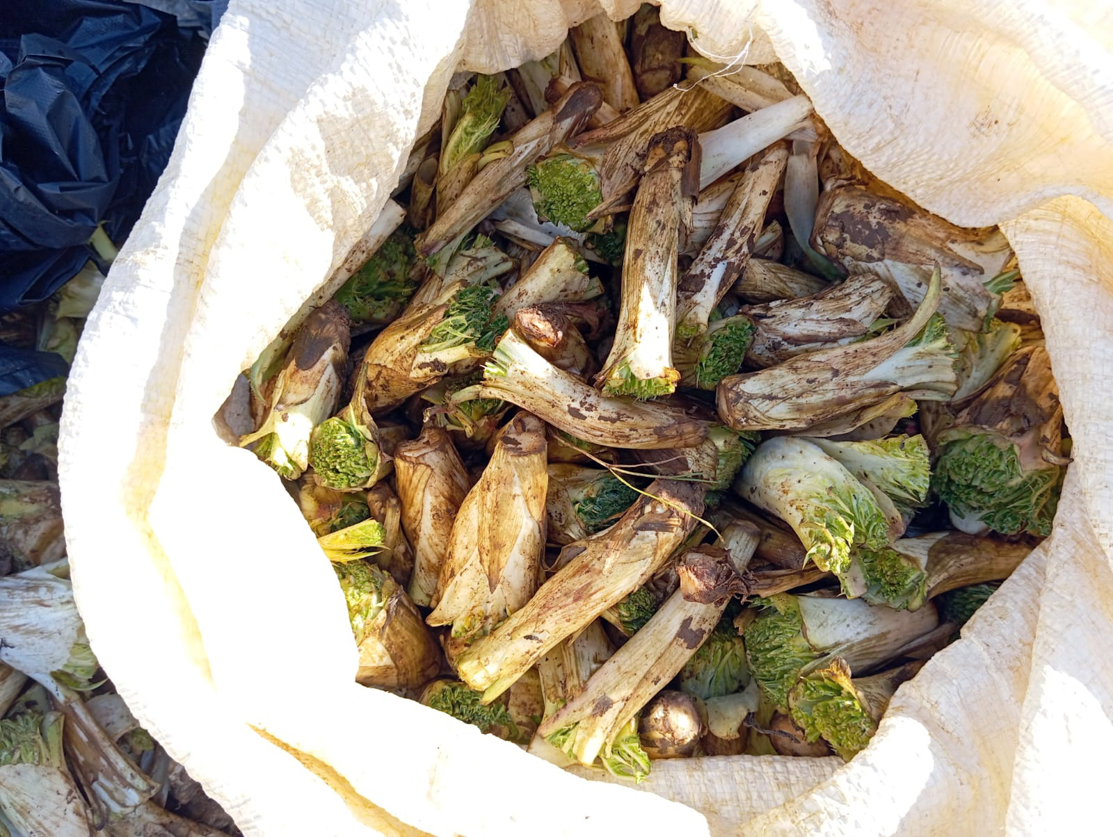 Kenger Otuna Baharda Yoğun İlgi