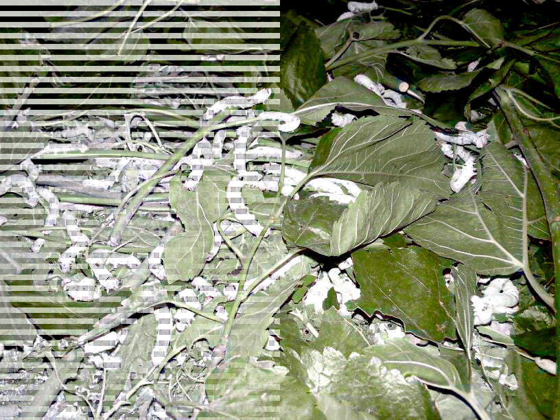 Sason’da İpekböcekçiliği Canlanıyor