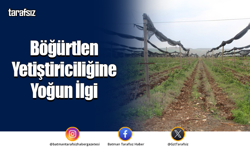 Böğürtlen Yetiştiriciliğine Yoğun İlgi