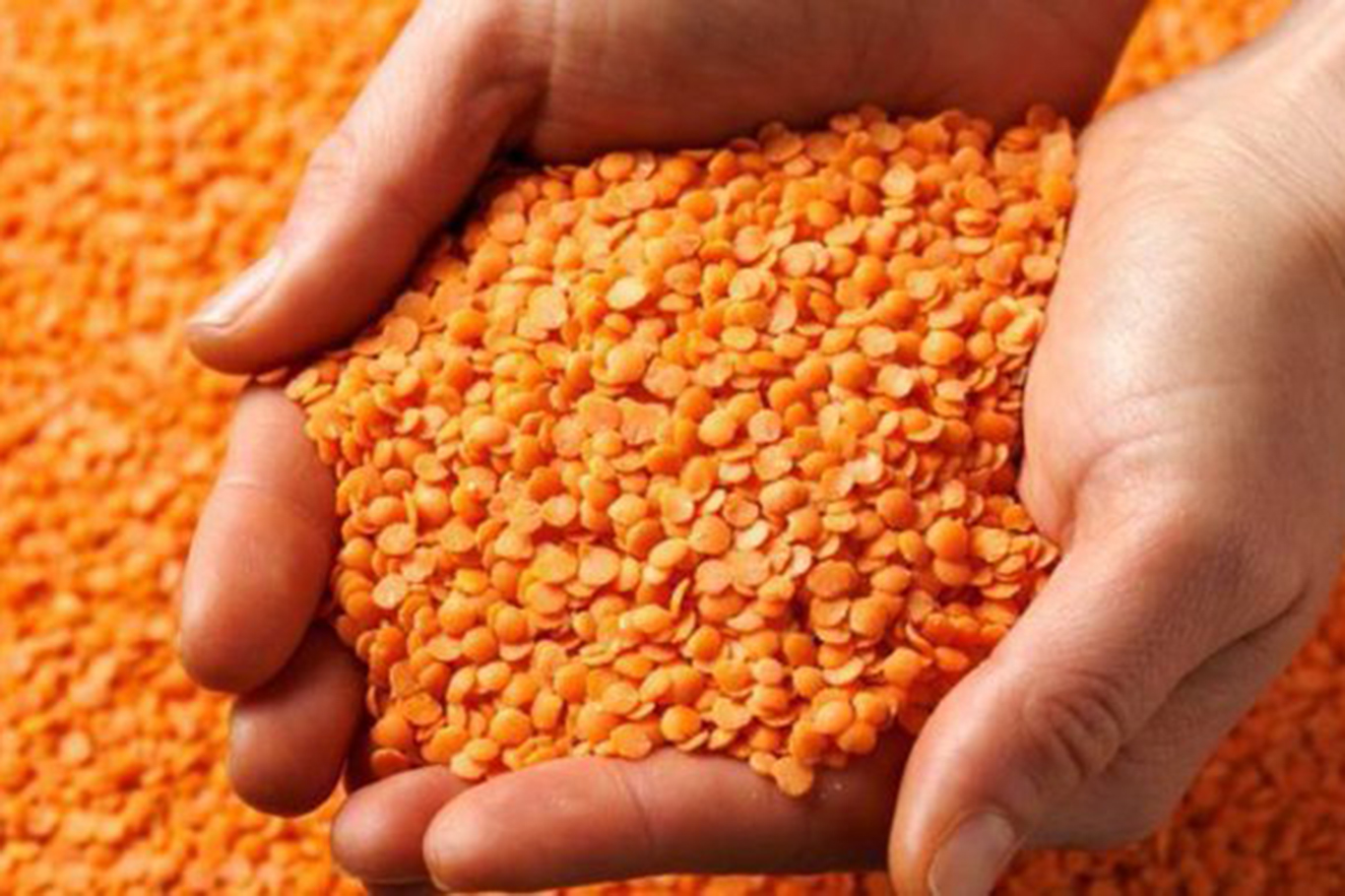 Batman, Mercimekte Türkiye Üçüncüsü!