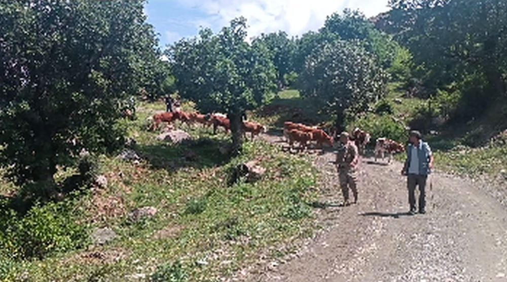 Batman’da Kaybolan 15 Büyükbaş Hayvan Bulundu!