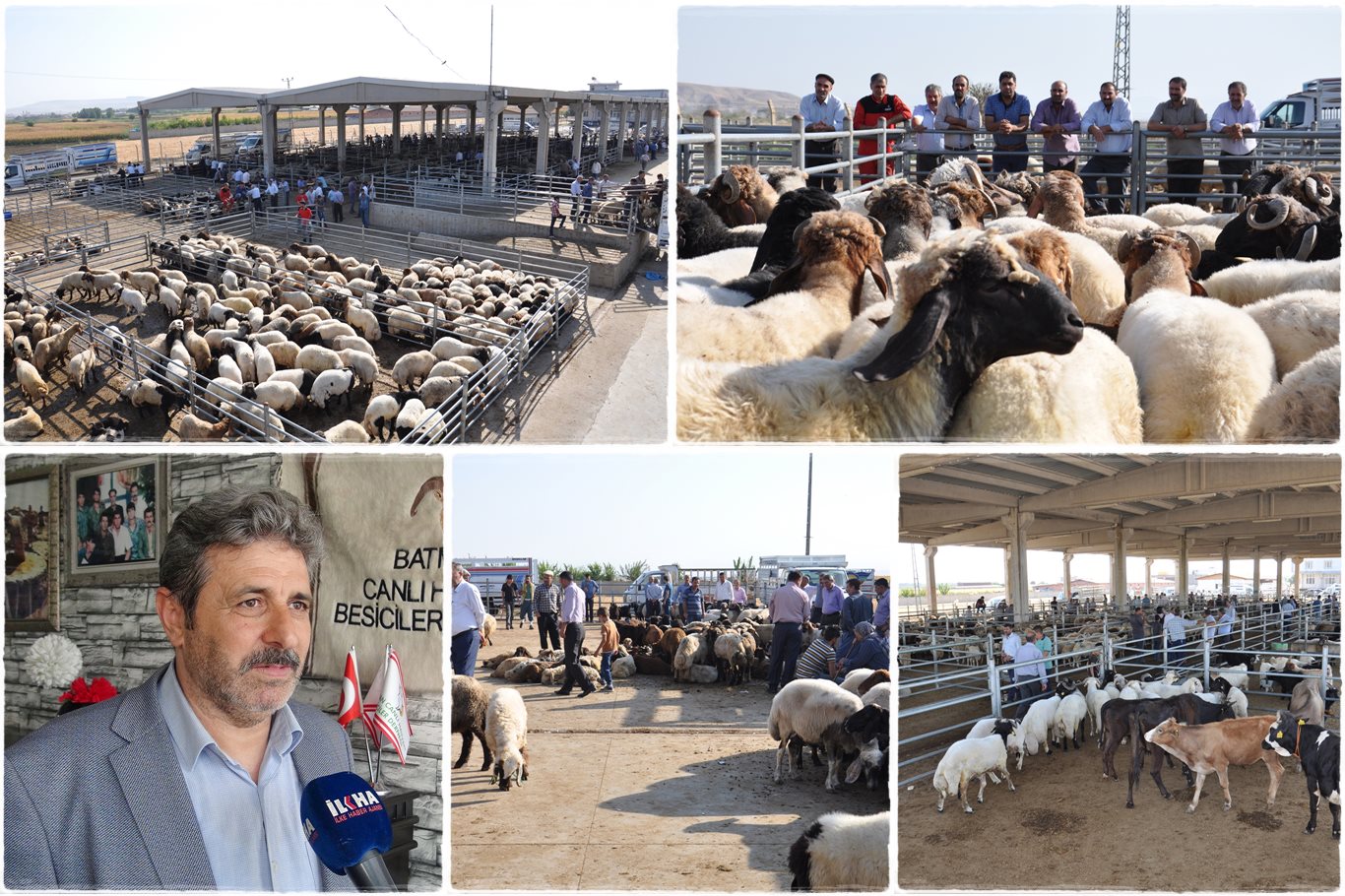 Besicilerden Kurban Bayramı Öncesi Güvence: Kurbanlık Sıkıntısı Yaşanmayacak