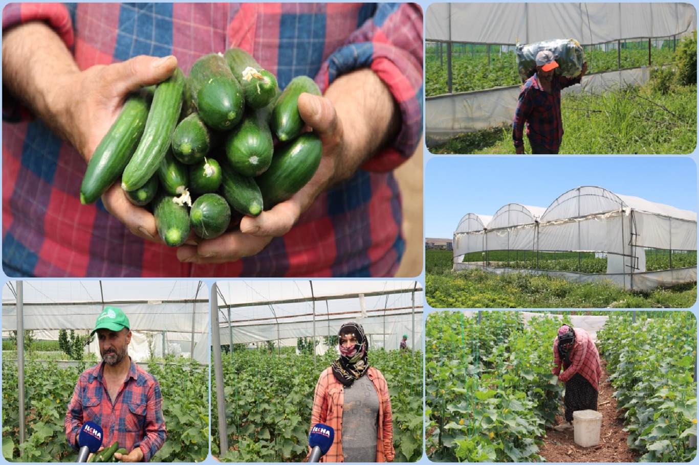 Çiftçiler Salatalık Fiyatlarından Şikâyetçi