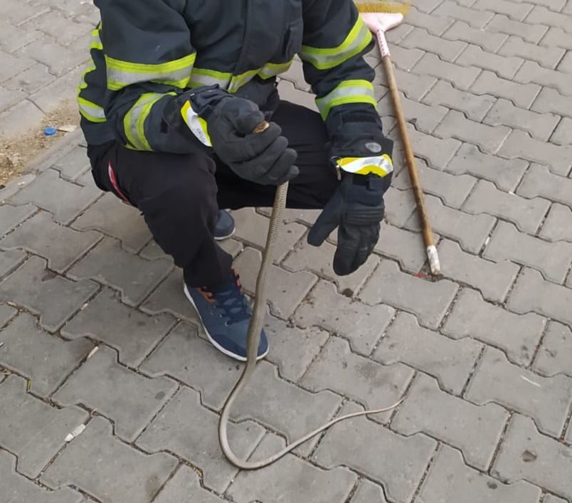 Evde Görülen Yılan Korkuttu