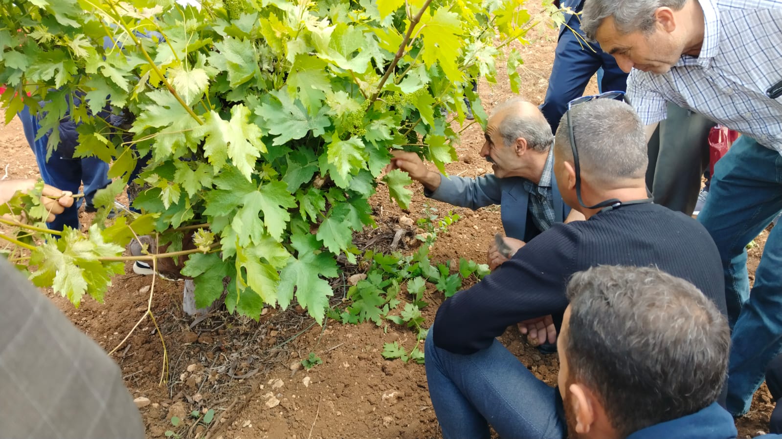 Gercüş’te Modern Bağcılık Eğitimi Düzenlendi