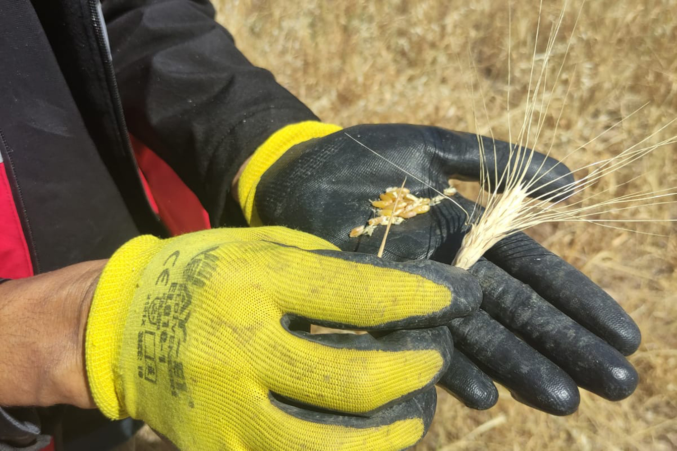 Hasankeyf’te Kuraklık Zararı İçin Tespit Çalışması Başladı