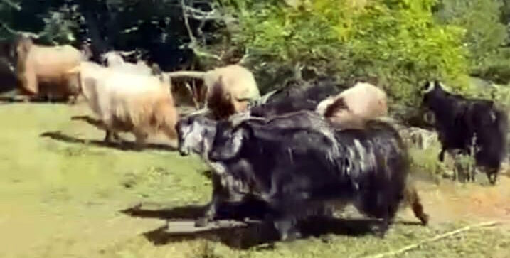 Kurbanlıklar Satışta, Fiyatlar Geçen Yıla Göre Artışta