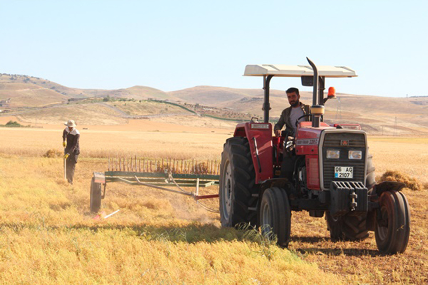 Mercimek Hasadı Kuraklık Gölgesinde Başladı