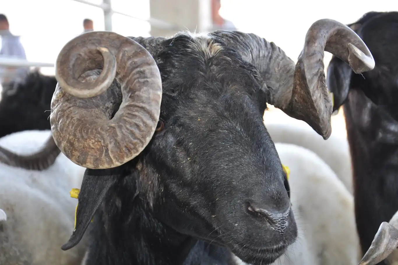 Umut Kervanı’ndan Kurban Bağışı Çağrısı
