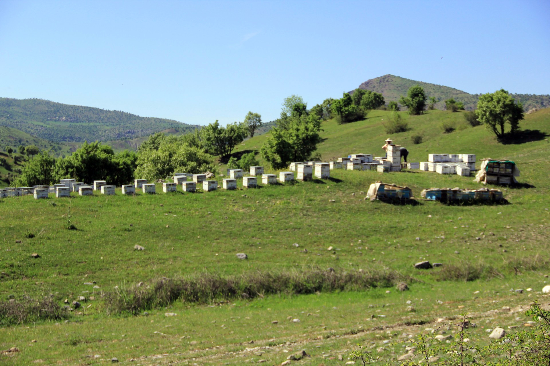 Arıcılar Mereto Yaylalarına Döndü