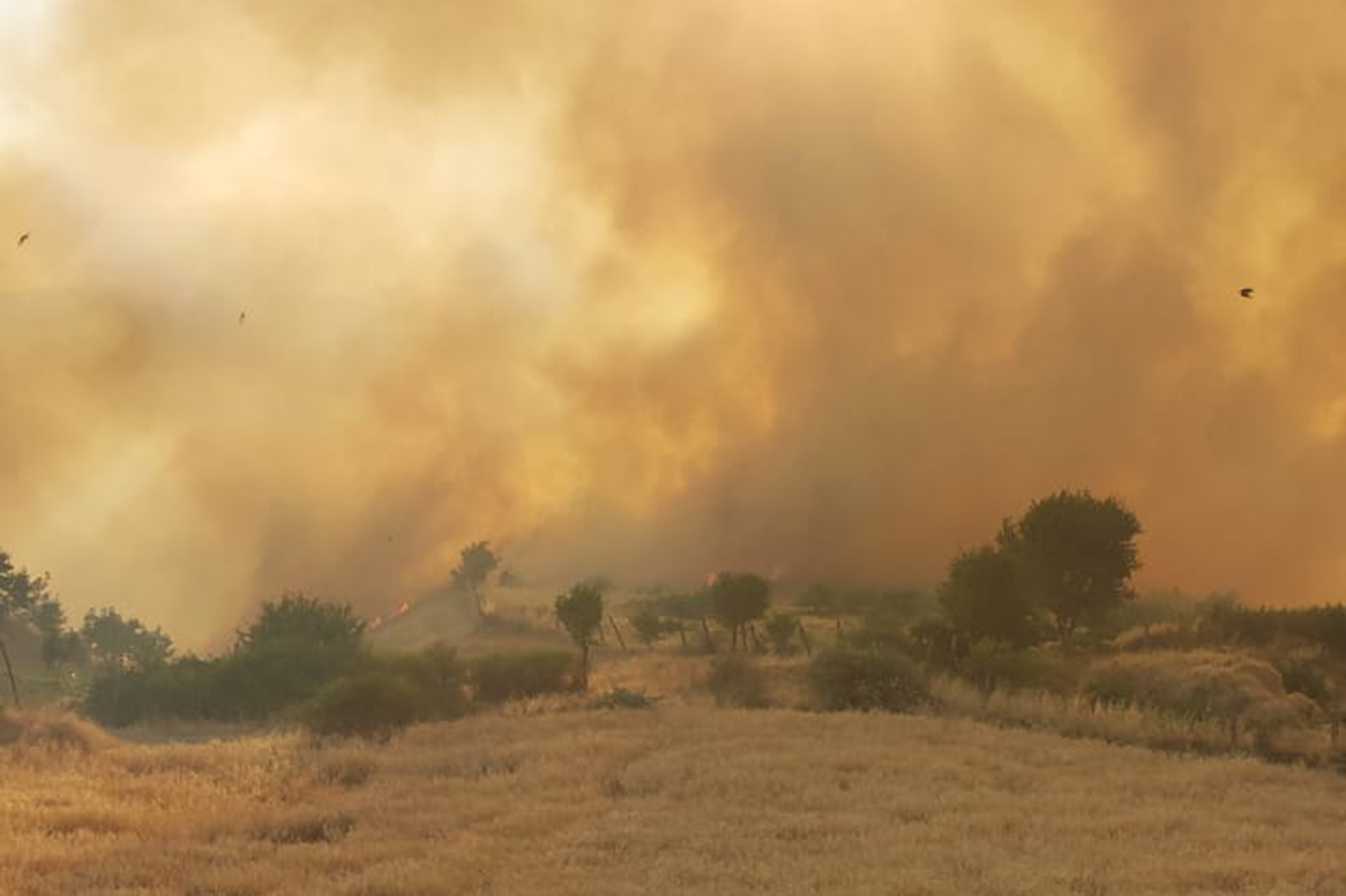 Buğday Tarlasındaki Yangında 3 Bin Dönüm Alan Zarar Gördü