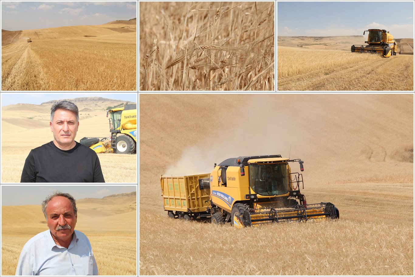 Buğday ve Arpa Hasadı Başladı, Kuraklık Verimi Düşürdü