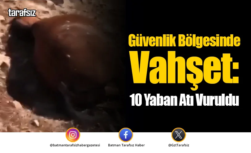 Güvenlik Bölgesinde Vahşet: 10 Yaban Atı Vuruldu