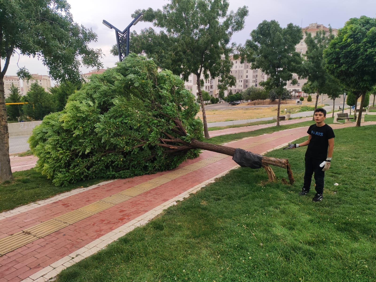 Kuvvetli Rüzgar Parkta Ağacı Devirdi