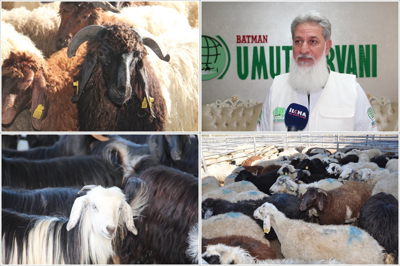 Umut Kervanı Bayramda Binlerce Aileye Et Dağıtacak