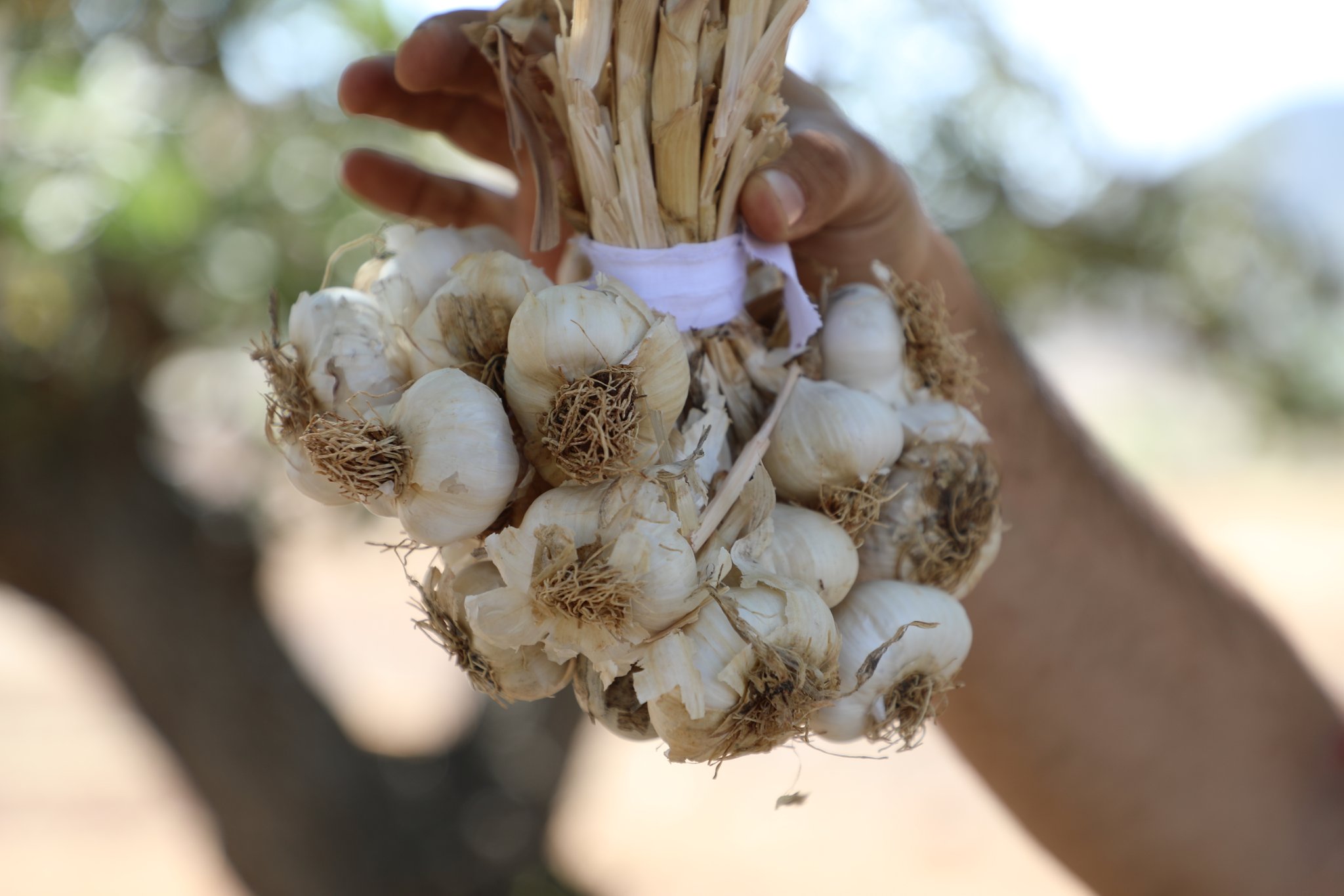 Hasankeyf’te Mehina Sarımsağı Hasadı Başladı