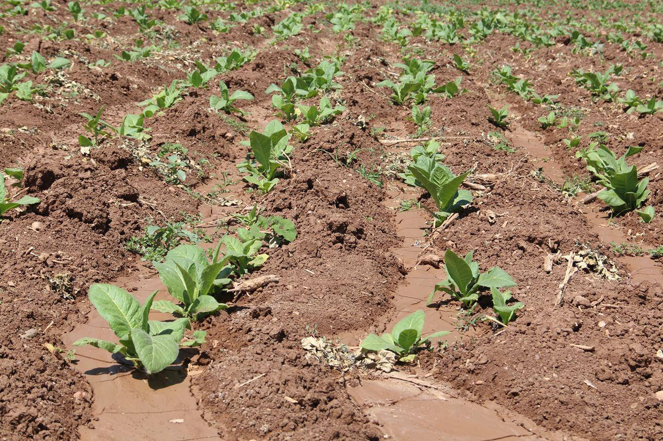 Kavurucu Sıcakta Tütün İşçiliği: Geçim Mücadelesi Sürüyor