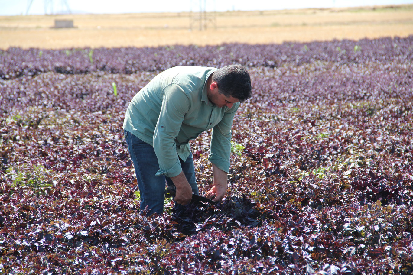 Mor Reyhanın İlk Hasadı Yapıldı