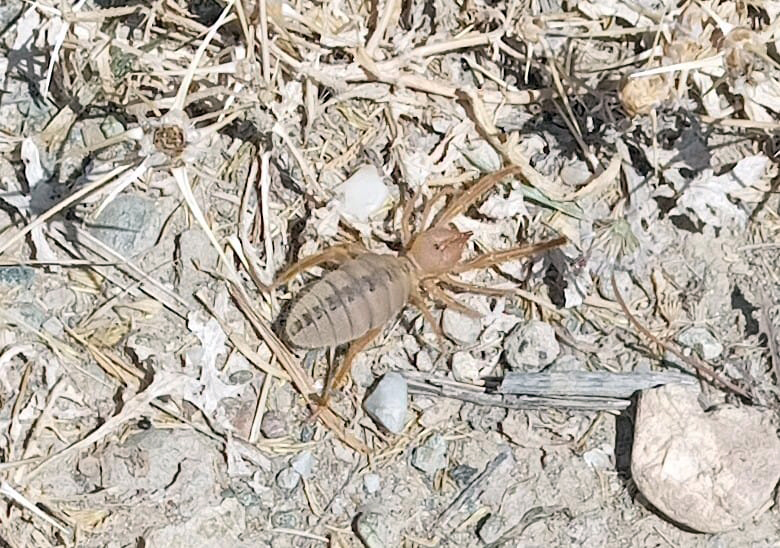 Sarı Kız Örümceği Vatandaşları Tedirgin Ediyor