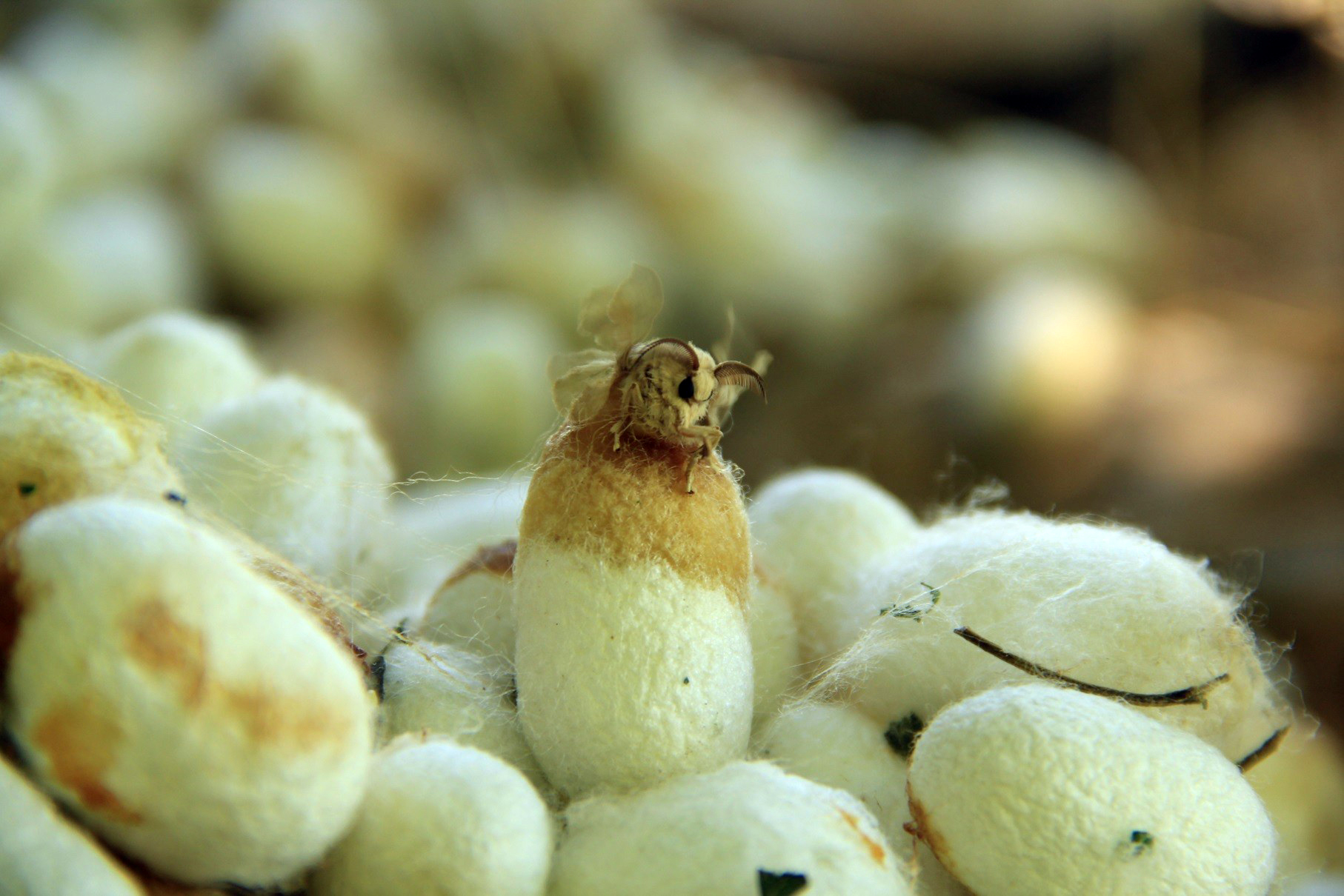 Sason’da 40 Günde 7,7 Ton Koza Üretildi