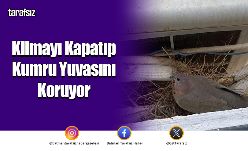 Klimayı Kapatıp Kumru Yuvasını Koruyor