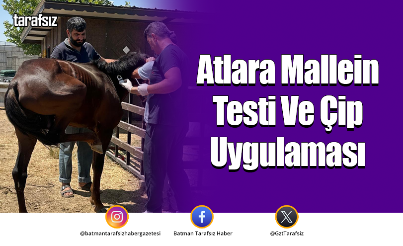 Atlara Mallein Testi Ve Çip Uygulaması