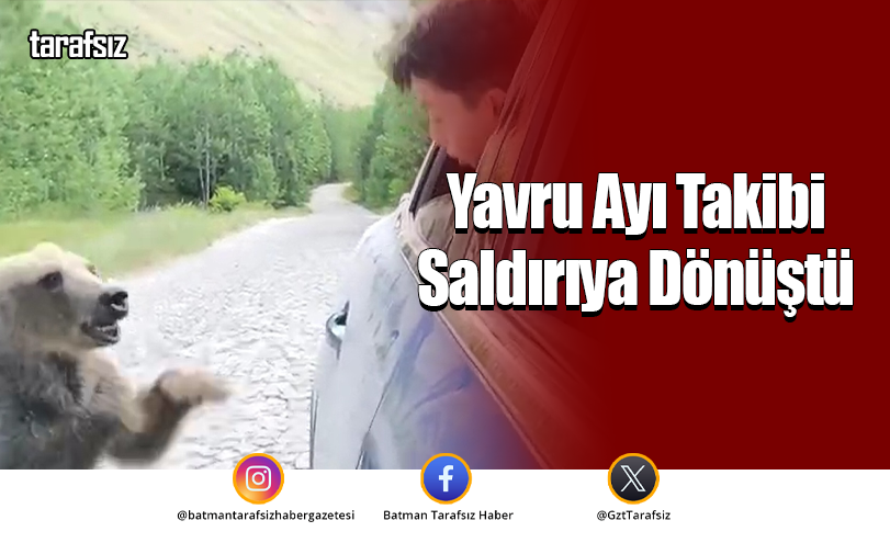 Yavru Ayı Takibi Saldırıya Dönüştü