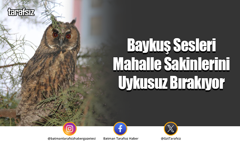 Baykuş Sesleri Mahalle Sakinlerini Uykusuz Bırakıyor