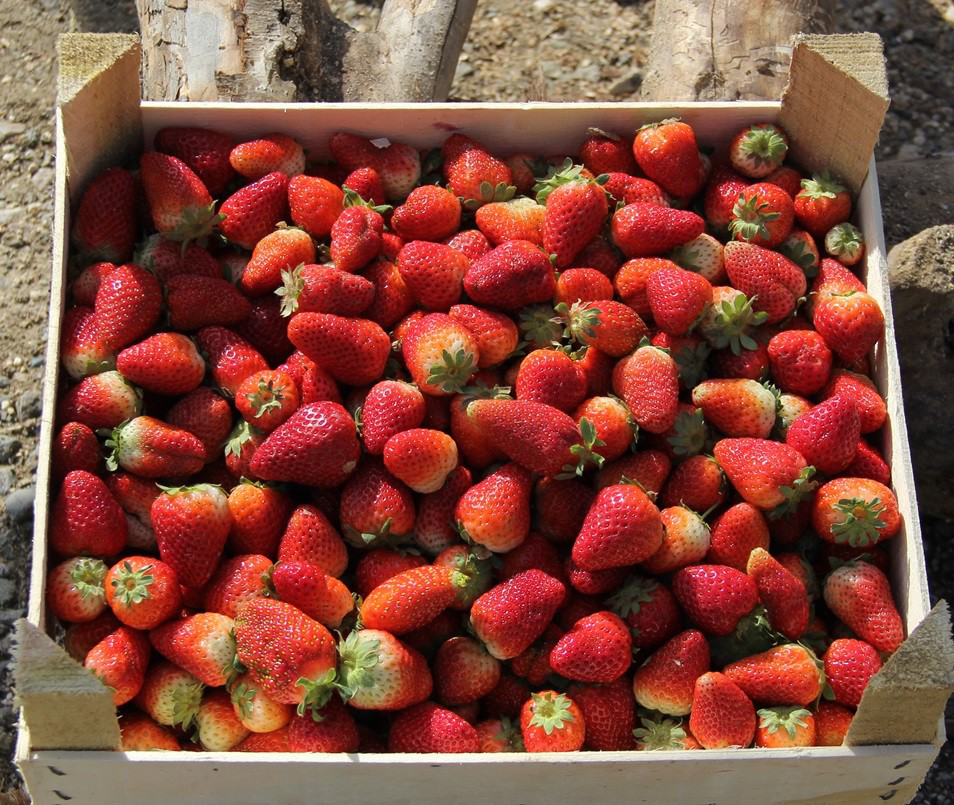 Sason Çileği, Lezzeti ve Katkısıyla Yine Zirvede