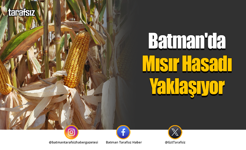 Batman’da Mısır Hasadı Yaklaşıyor