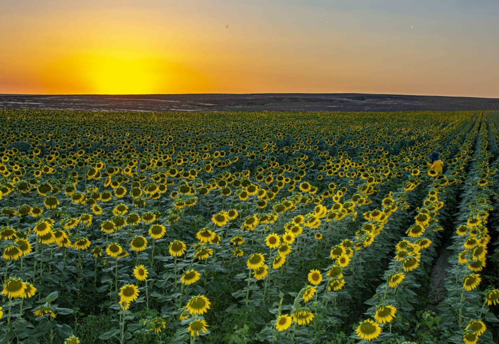 Ayçiçek Tarlası Görsel Şölen Sunuyor