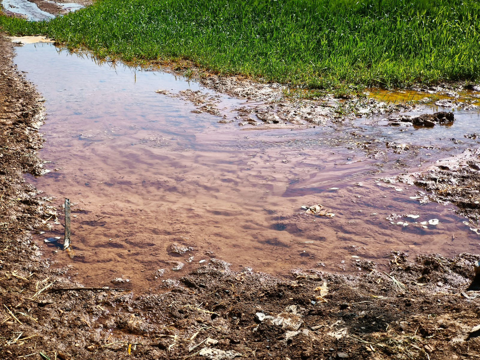 Güneydoğu’da Mısır Ekimi Enerji ve Su Krizi Yaratıyor