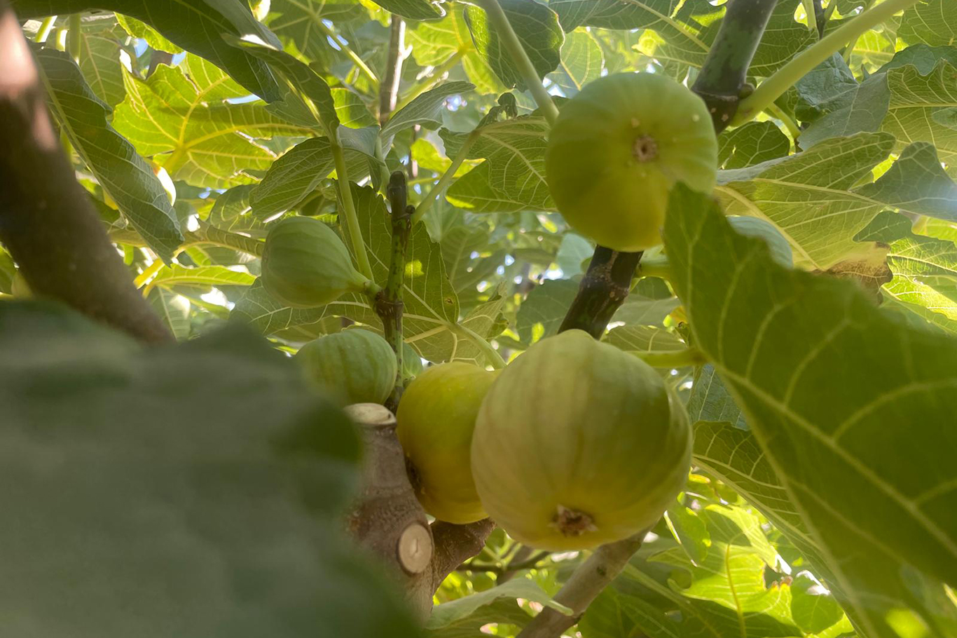 İncir Hasadı Başladı: Köy Halkının Geçim Kaynağı